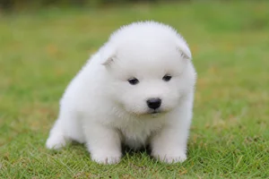 Samoyed — young puppy (~1 mo)