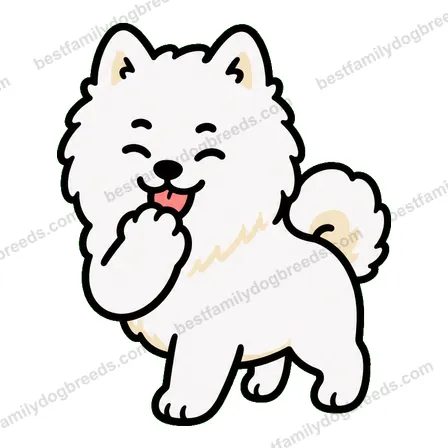 Samoyed sticker 16