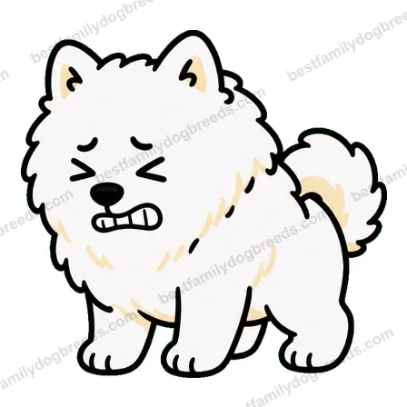 Samoyed dog meme sticker preview