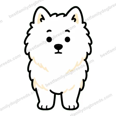 Samoyed sticker 34