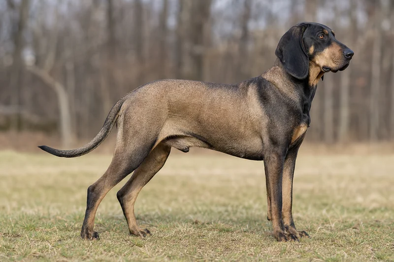 Schillerstövare — adult