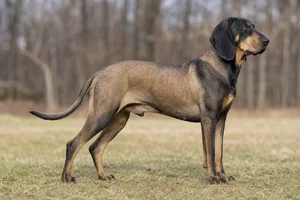 Schillerstövare — adult