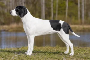 Schillerstövare — and white coat