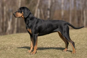 Schillerstövare — Black and tan coat