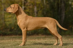 Schillerstövare — tan coat