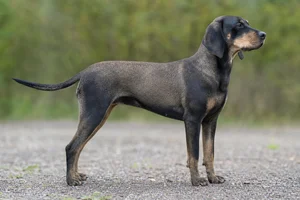 Schillerstövare dog