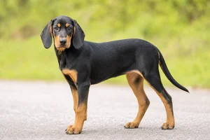 Schillerstövare — puppy (~4 mo)