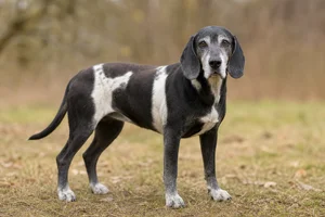 Schillerstövare — senior