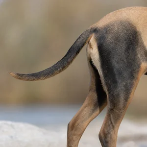 Schillerstövare — tail