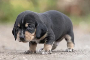 Schillerstövare — young puppy (~1 mo)