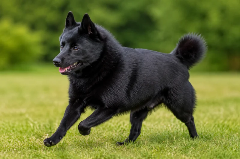 Schipperke — running
