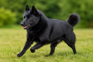Schipperke — running