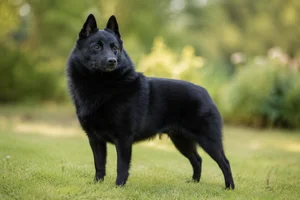 Schipperke — adult
