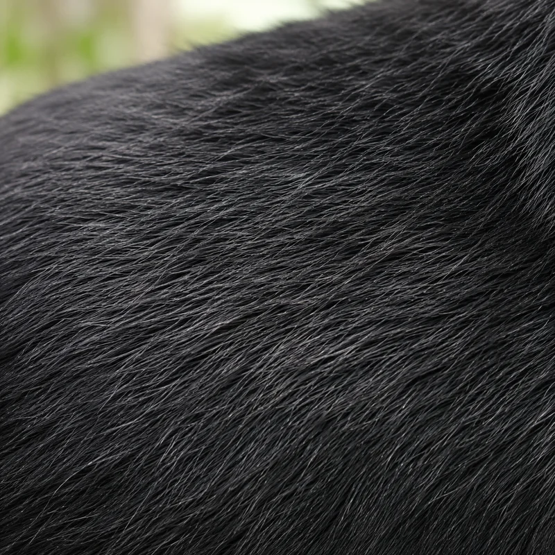 Schipperke — coat texture