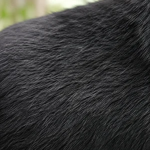 Schipperke — coat texture