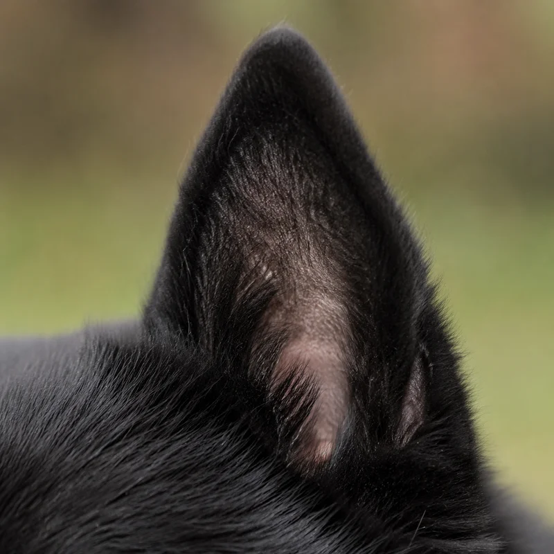 Schipperke — ears