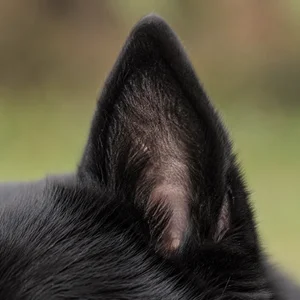 Schipperke — ears
