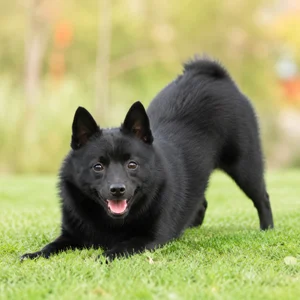 Schipperke — playful