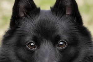 Schipperke — eyes