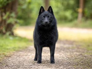 Schipperke — front
