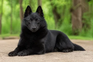 Schipperke — lying down