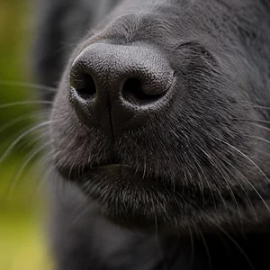 Schipperke — nose