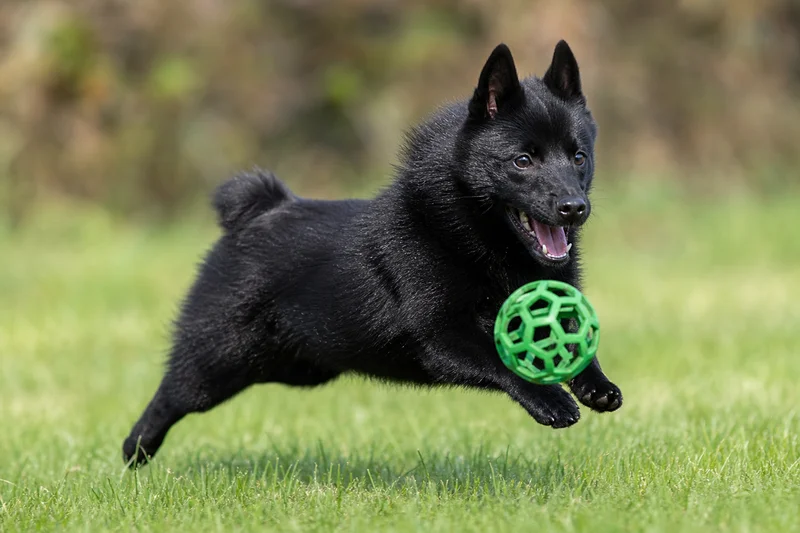 Schipperke — playing