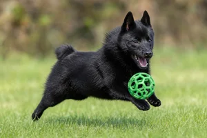 Schipperke — playing