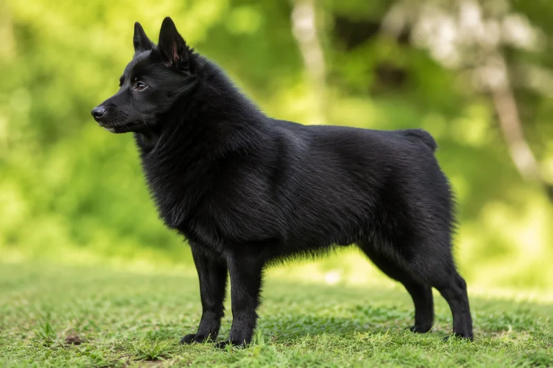 Schipperke — side