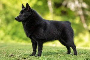 Schipperke dog