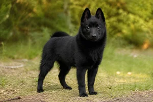 Schipperke — puppy (~4 mo)