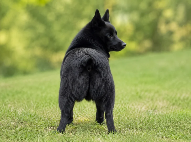 Schipperke — rear