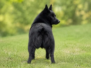 Schipperke — rear