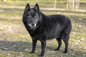Schipperke — senior