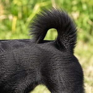 Schipperke — tail