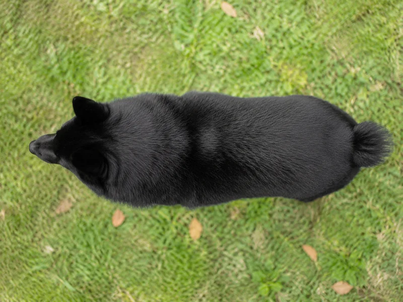 Schipperke — top