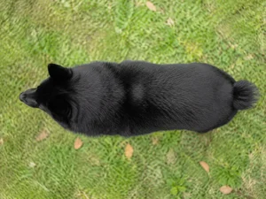 Schipperke — top