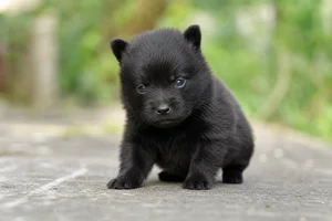 Schipperke — young puppy (~1 mo)