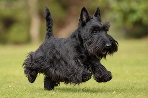Scottish Terrier — running