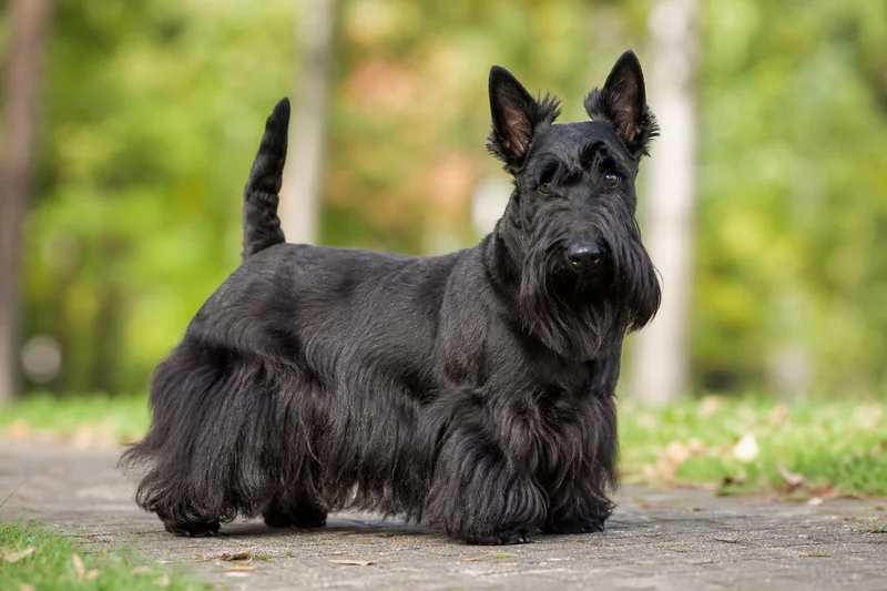 Scottish Terrier — adult