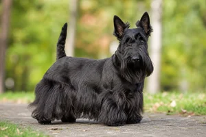 Scottish Terrier — adult