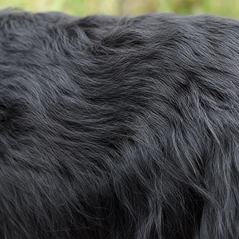 Scottish Terrier — coat texture