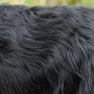 Scottish Terrier — coat texture