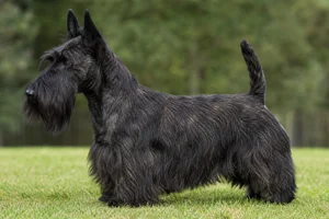 Scottish Terrier — Black Brindle coat