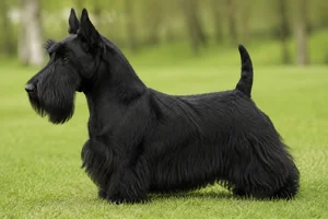 Scottish Terrier — Black coat
