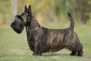 Scottish Terrier — Brindle coat