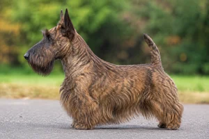 Scottish Terrier — Red Brindle coat