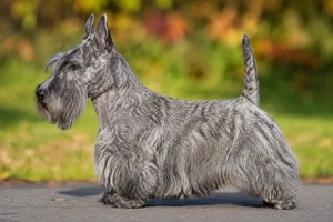 Scottish Terrier — Silver Brindle coat