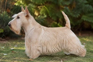 Scottish Terrier — Wheaten coat