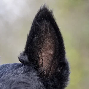 Scottish Terrier — ears